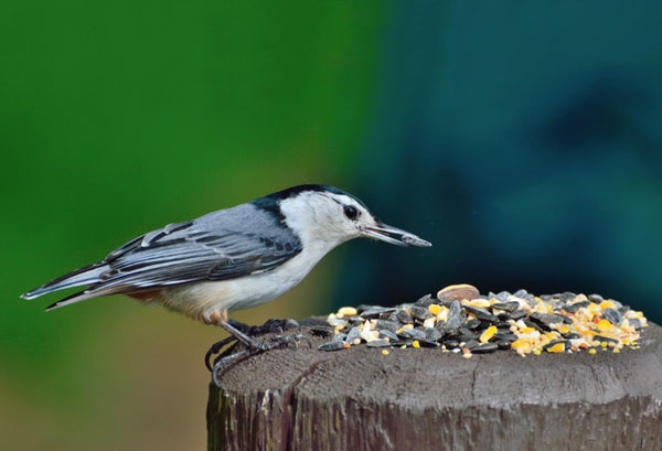 WILD BIRD FEED AND PET CARE